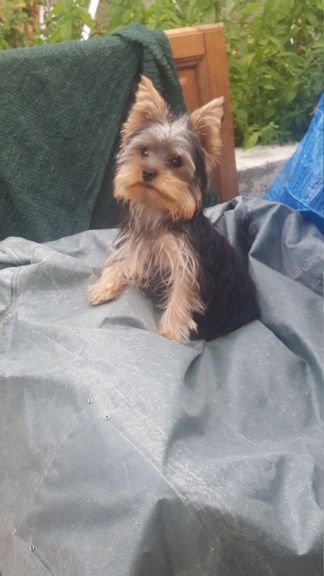 OREO Ma " petite souris " lol ( Yorkshire Terrier) :) - Page 4 20180711