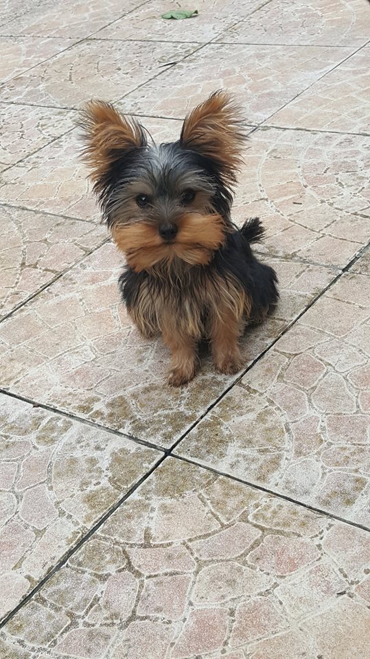 OREO Ma " petite souris " lol ( Yorkshire Terrier) :) - Page 2 35102617