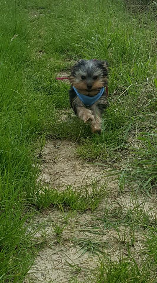 OREO Ma " petite souris " lol ( Yorkshire Terrier) :) - Page 3 35431311