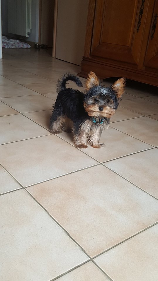 OREO Ma " petite souris " lol ( Yorkshire Terrier) :) - Page 4 36290211