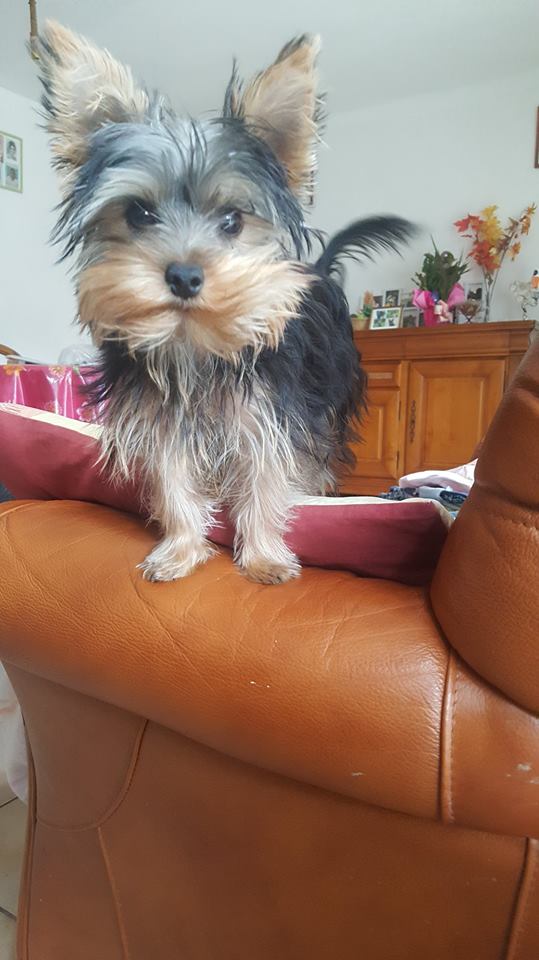 OREO Ma " petite souris " lol ( Yorkshire Terrier) :) - Page 4 36389614