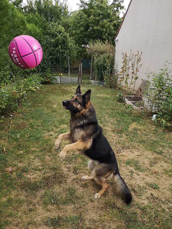 allemand - ECLIPSE de la Douayerie, Ma Rescapée ( Berger allemand) - Page 25 39141710