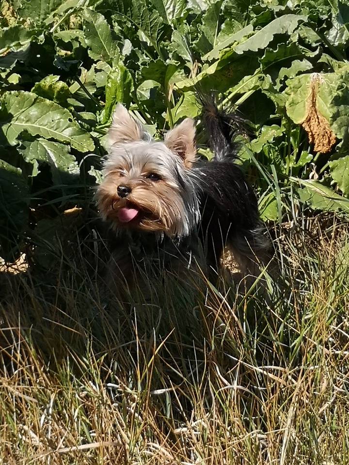 OREO (Yorkshire terrier )  - Page 2 42551911
