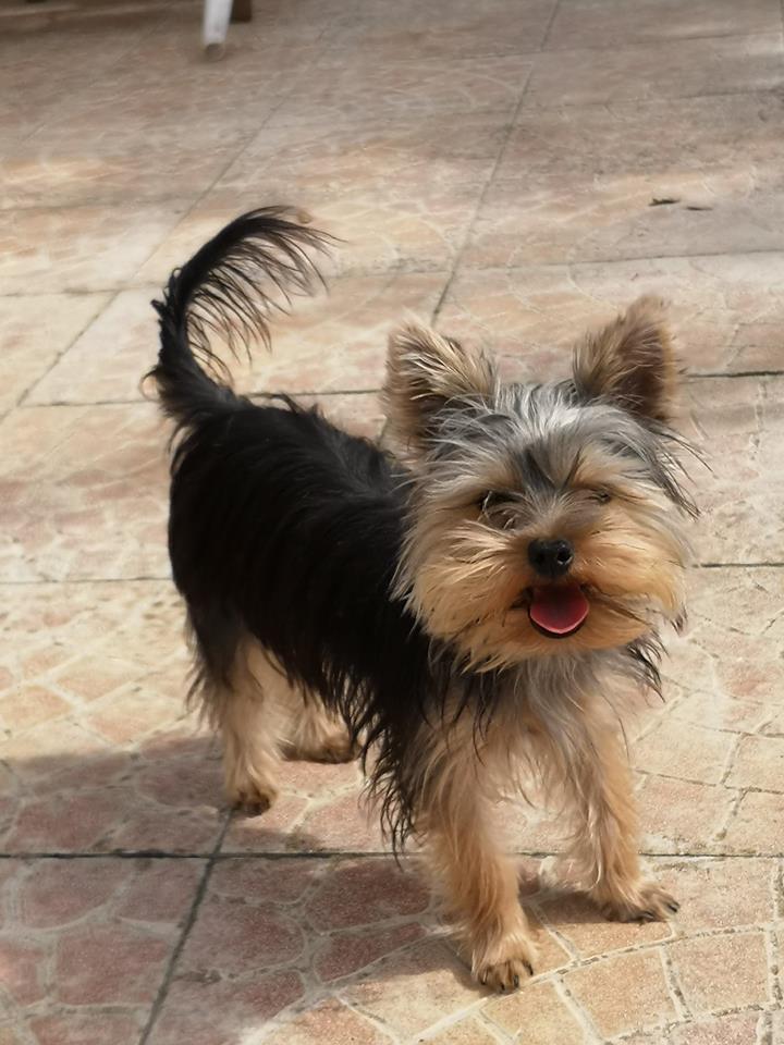 OREO (Yorkshire terrier )  - Page 2 42611211