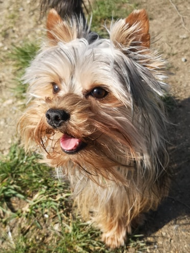 Oréo mon pitre ( Yorkshire terrier) - Page 2 55443311