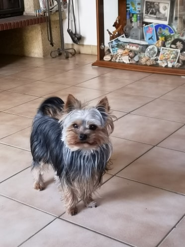 Oréo mon pitre ( Yorkshire terrier) - Page 2 66301811