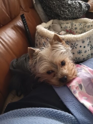 Oréo mon pitre ( Yorkshire terrier) - Page 3 82460310