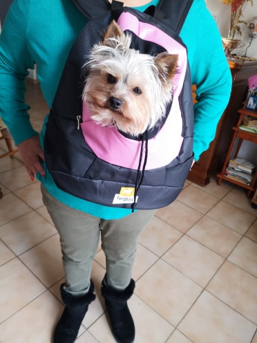 Oréo mon pitre ( Yorkshire terrier) - Page 3 83841510