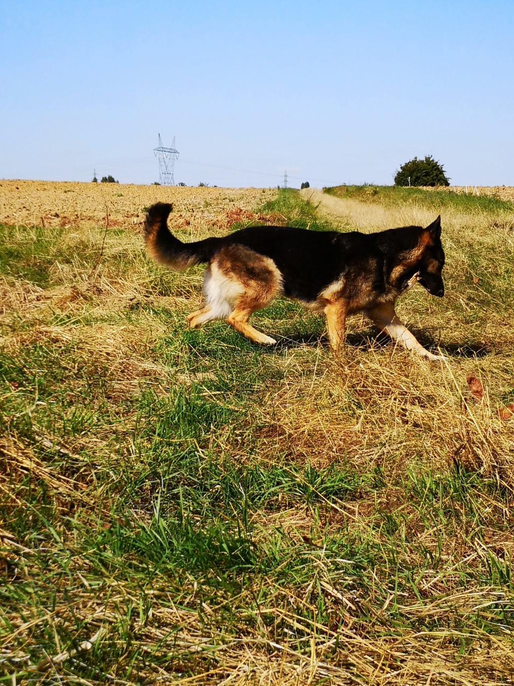 OREO (Yorkshire terrier )  Fifill54