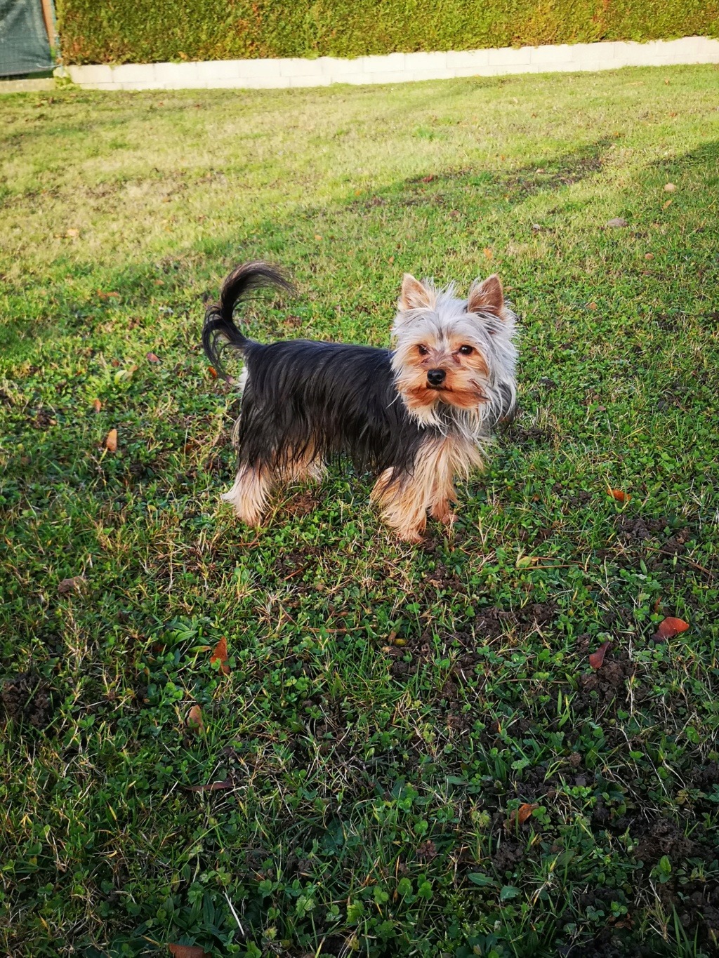 Mes sportifs => ECLIPSE de la Douayerie ( BAT) et OREO ( York) - Page 7 Img_2207