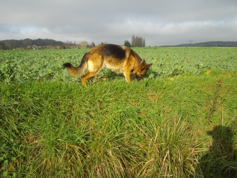 EDJY ma German sheperd^^ - Page 12 Imgp2112