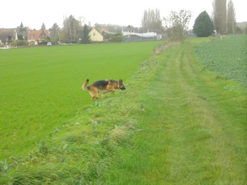 EDJY ma German sheperd^^ - Page 12 Loulou10