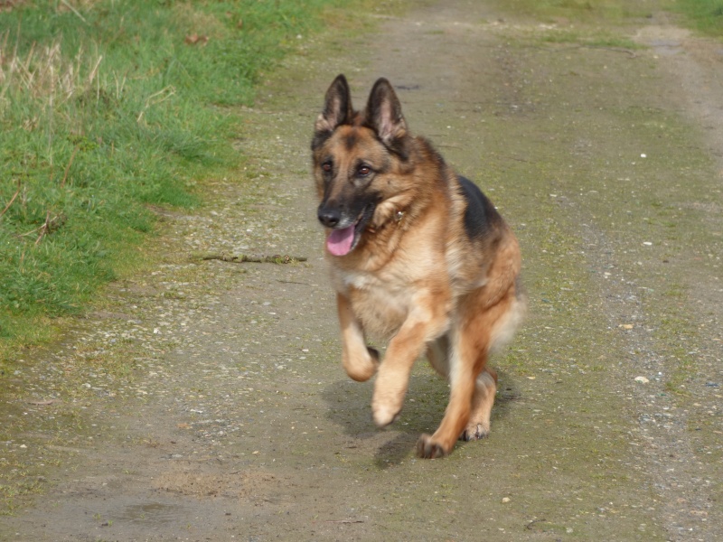 EDJY ma German sheperd^^ - Page 23 Loulou43