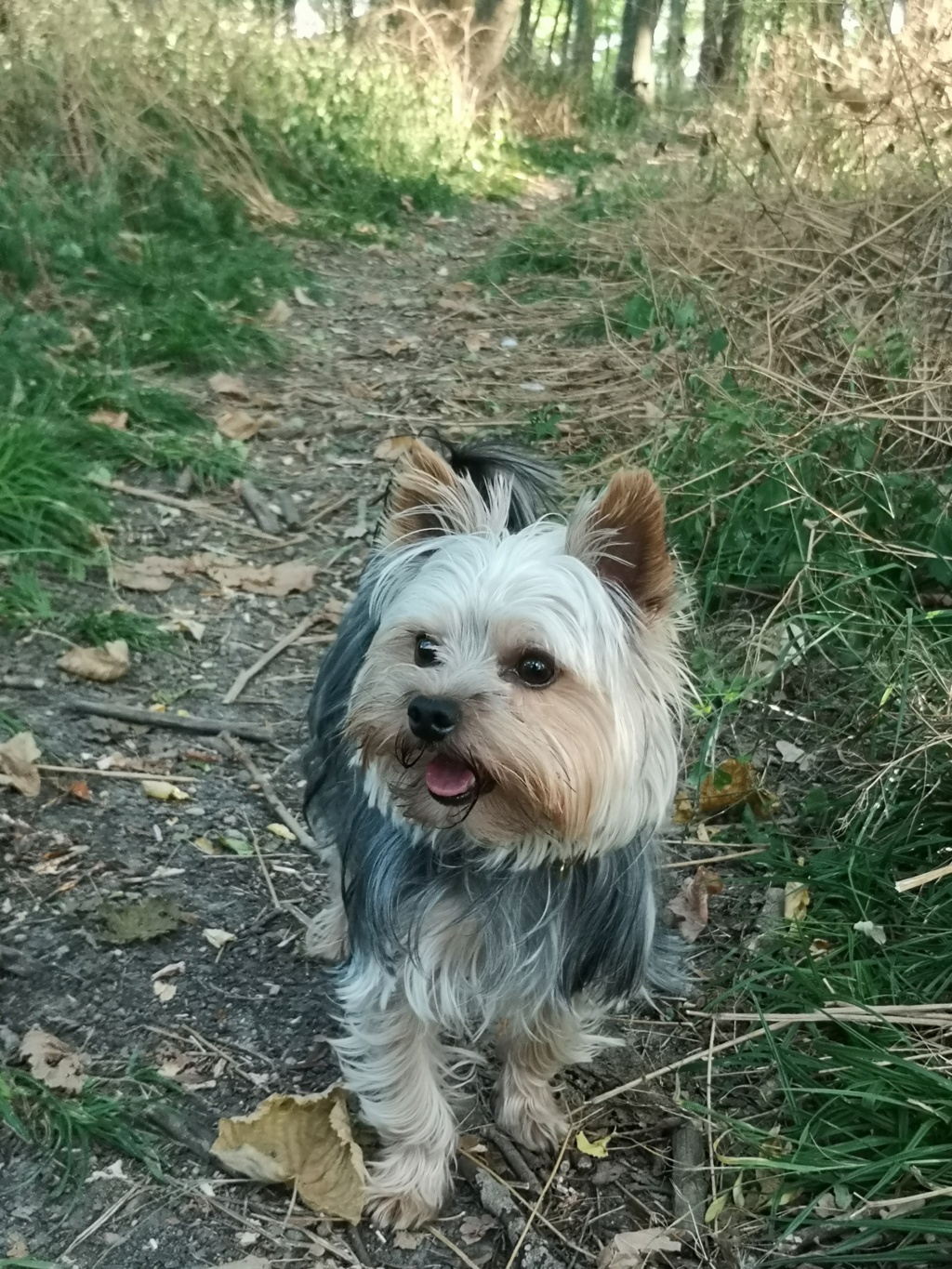 Oréo mon pitre ( Yorkshire terrier) - Page 6 Orzoo148