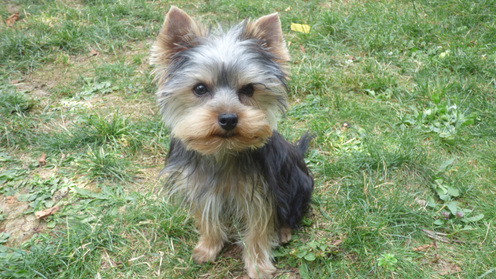 OREO Ma " petite souris " lol ( Yorkshire Terrier) :) - Page 5 P1020812