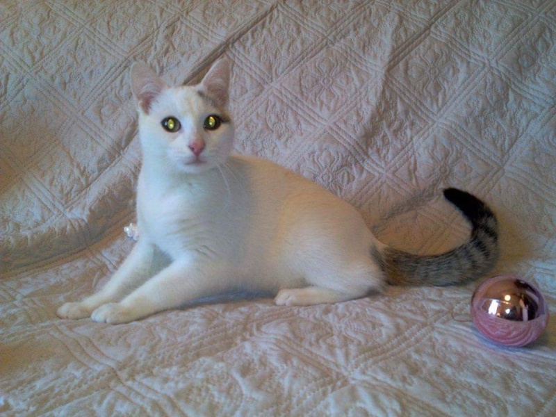 Liro - chaton blanc et tabby né le 15 Mai 2015 19371510