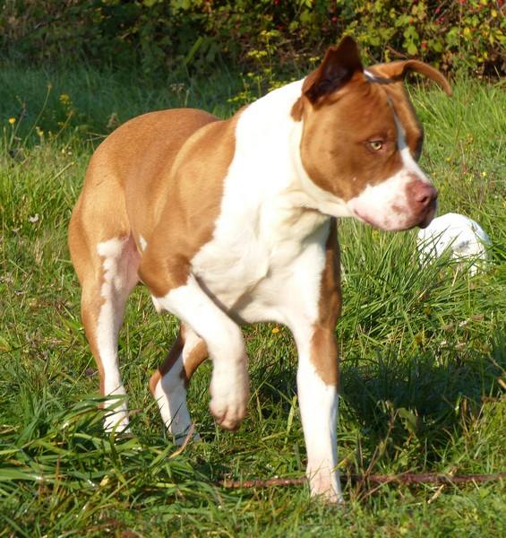 SUSHI, mâle x dogue (déclassé après diagnose), fauve et blanc 12219410