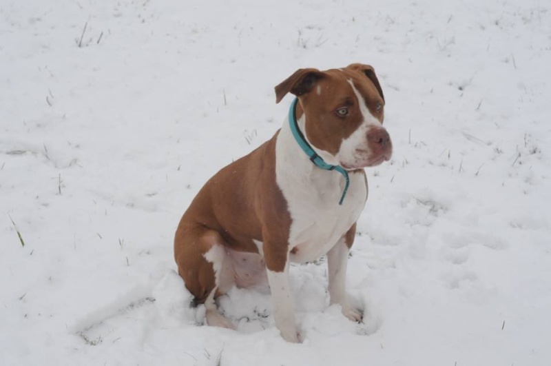 SUSHI, mâle x dogue (déclassé après diagnose), fauve et blanc Sushi11