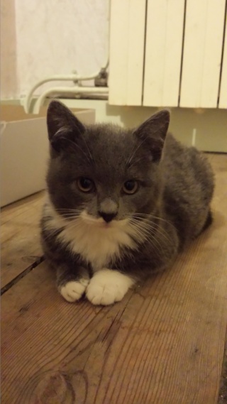 Toshiro, beau gosse gris et blanc, né en septembre 2015 20151229