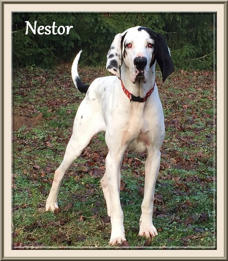 NESTOR, superbe gascon saintongeois, 3 ans,  ref.des Bérauds Romans (26) Nestor12