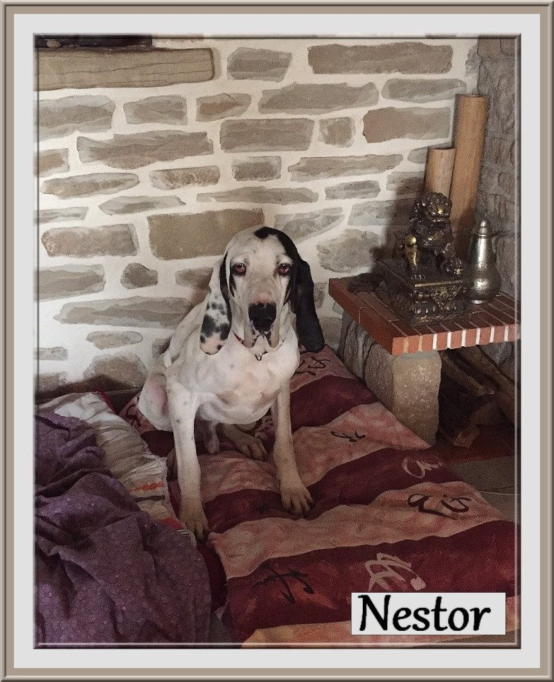 NESTOR, superbe gascon saintongeois, 3 ans,  ref.des Bérauds Romans (26) Nestor14