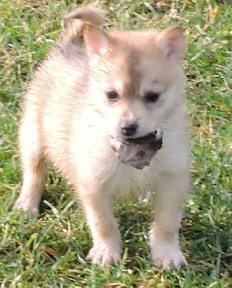 9 chiots croisés husky REFU24 ADOPTES 411