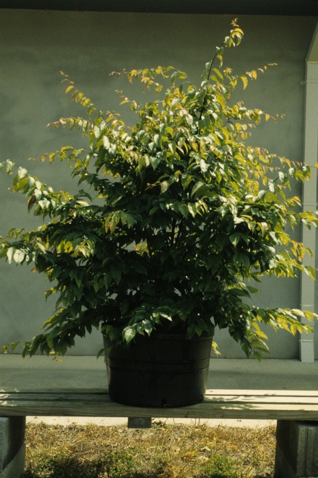 American Bonsai at the NC Arboretum - Page 29 A1_9510