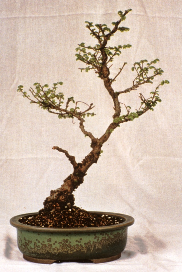 American Bonsai at the NC Arboretum - Page 29 A_chin10