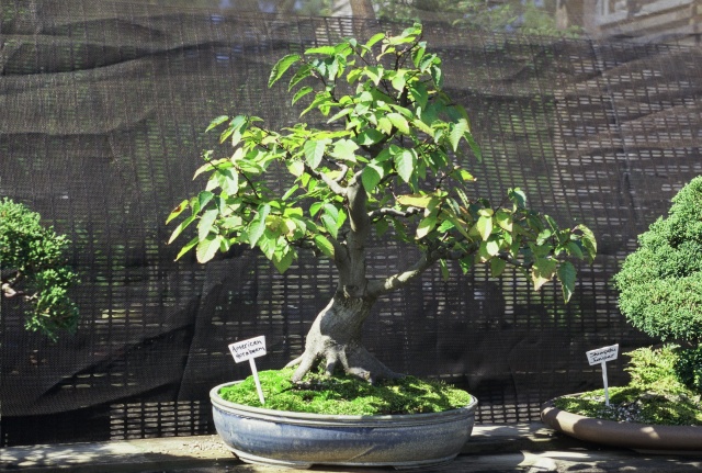 American Bonsai at the NC Arboretum - Page 29 Americ10