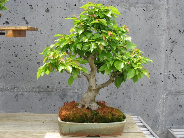 American Bonsai at the NC Arboretum - Page 29 Americ12