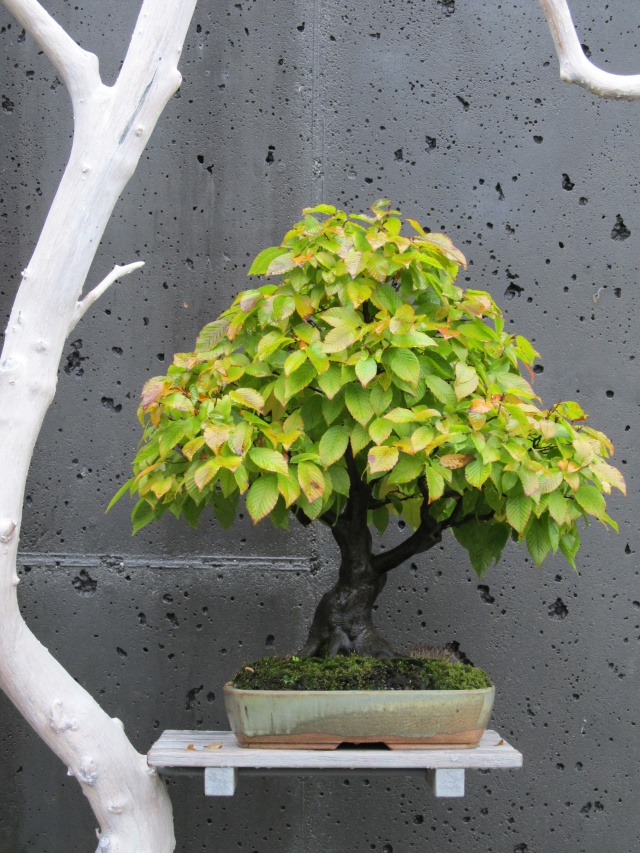 American Bonsai at the NC Arboretum - Page 29 Americ13