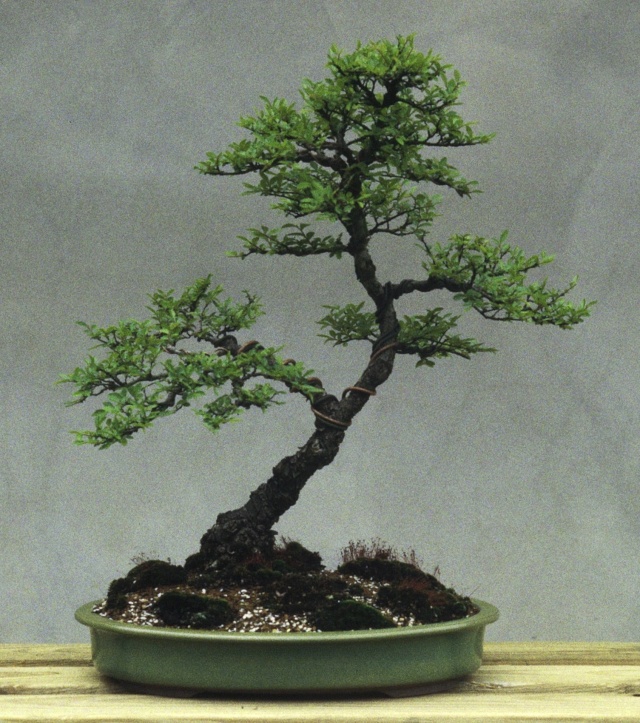 American Bonsai at the NC Arboretum - Page 29 B_chin10