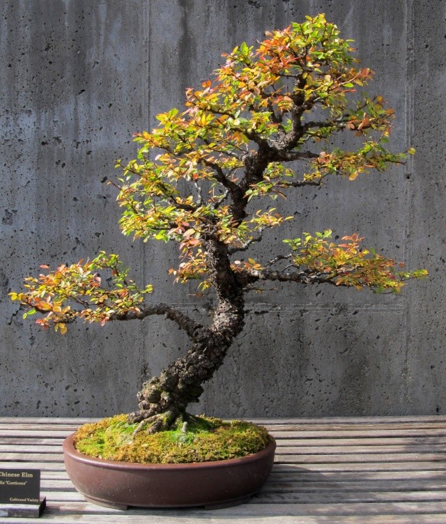 American Bonsai at the NC Arboretum - Page 29 C_img_10