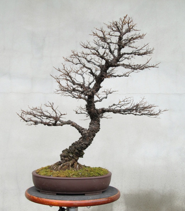 American Bonsai at the NC Arboretum - Page 29 D_img_10