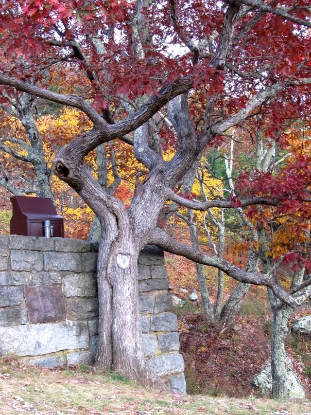 American Bonsai at the NC Arboretum - Page 30 Img_9210