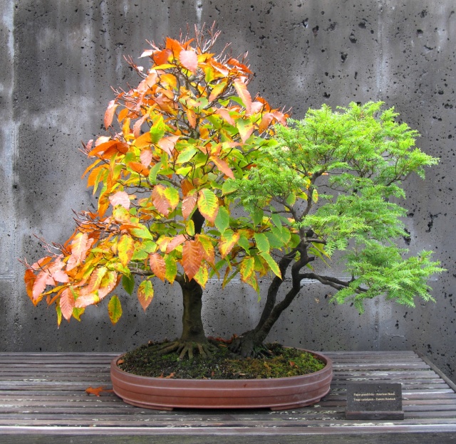 American Bonsai at the NC Arboretum - Page 28 Img_9316