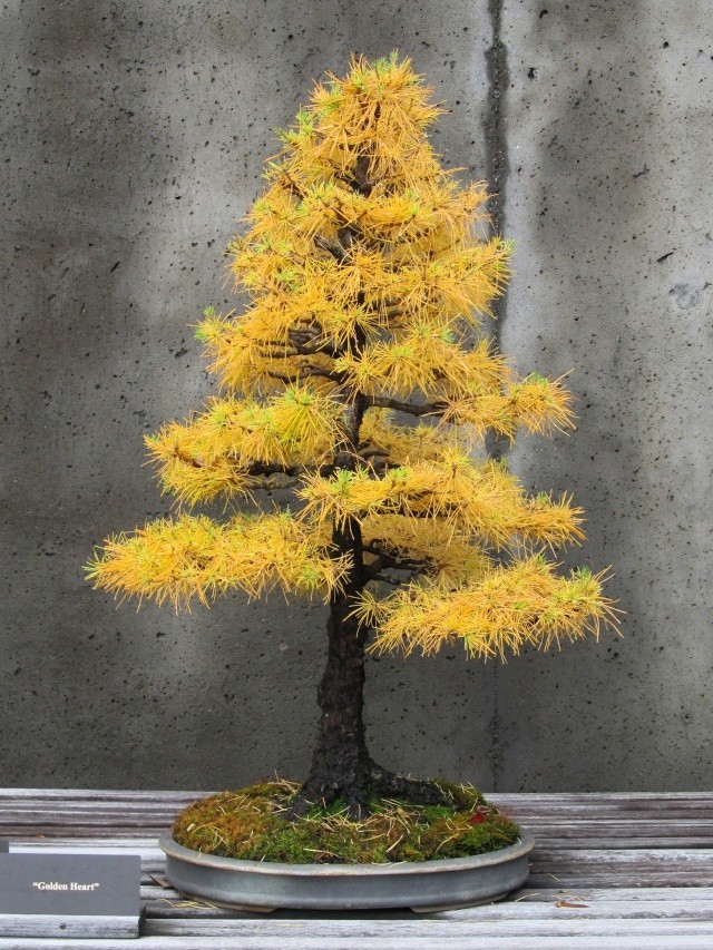 American Bonsai at the NC Arboretum - Page 28 Img_9411