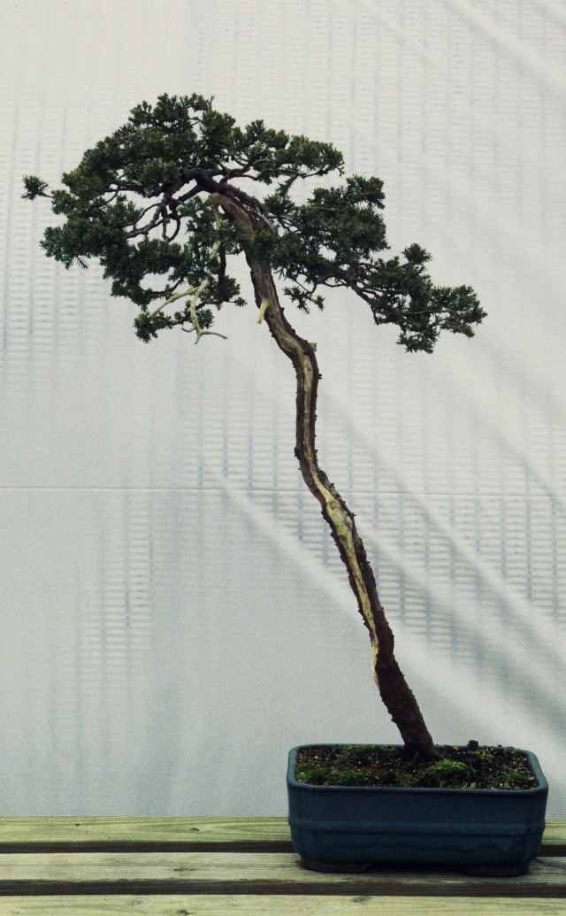 American Bonsai at the NC Arboretum - Page 29 Procum11