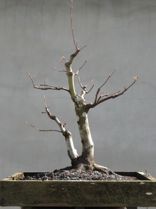 American Bonsai at the NC Arboretum - Page 32 Red_ma12