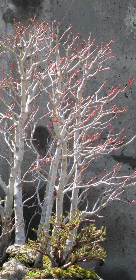 American Bonsai at the NC Arboretum - Page 34 S310