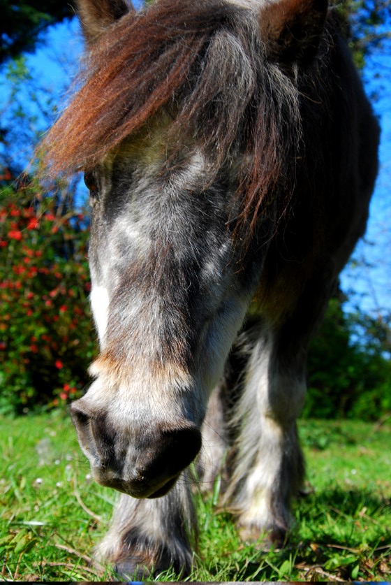 OURAGAN - Poney Shetland né en 1991 - adopté en juillet 2009 par malik70 - Page 2 Dsc_5011