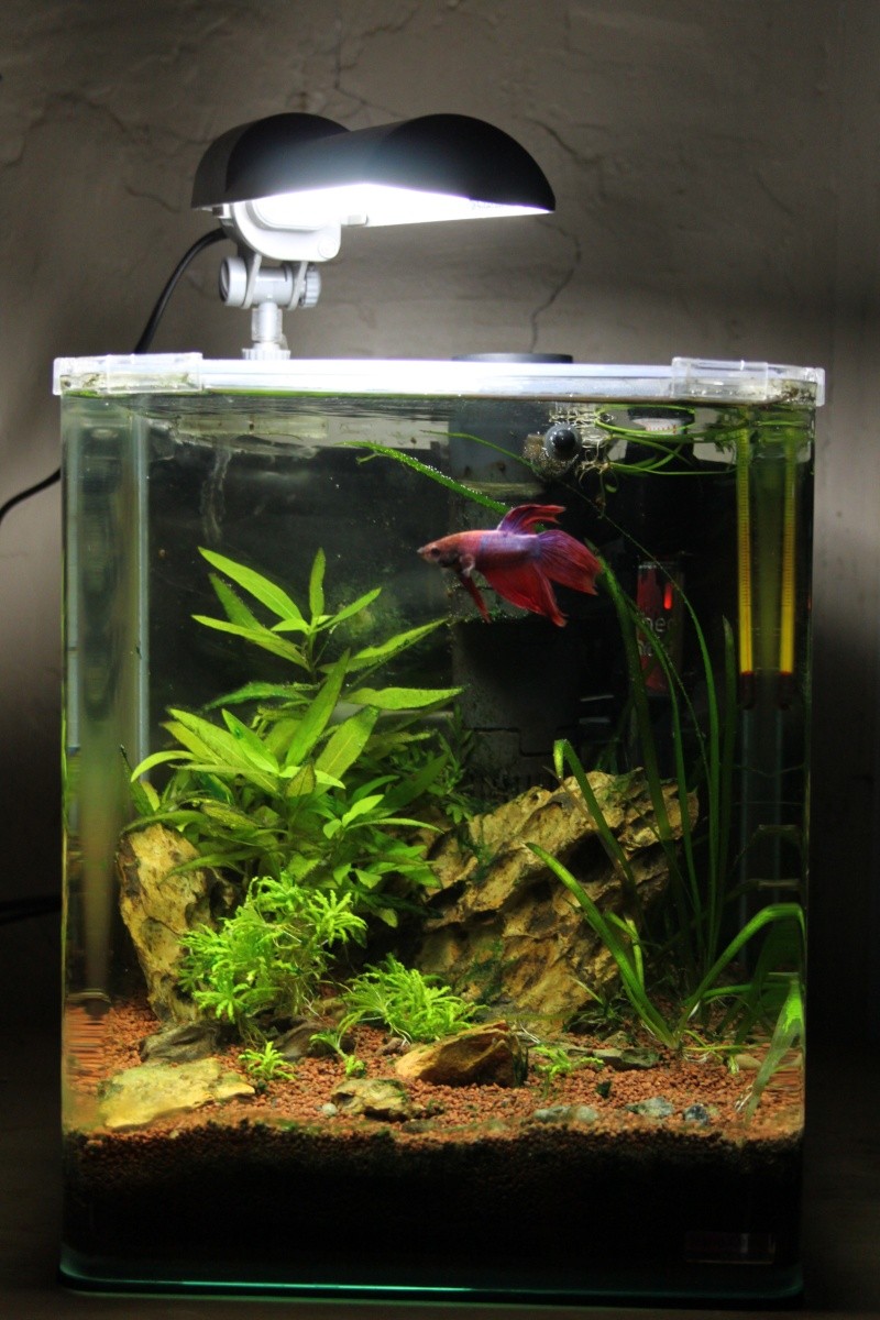 Mon Nanocube 20 litres Img_6812