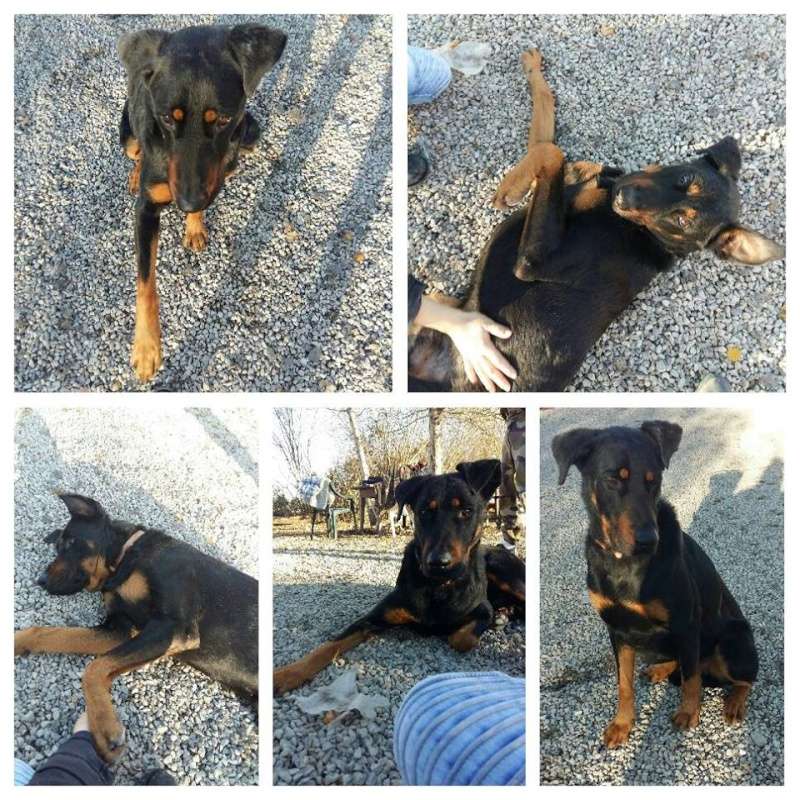 Urgence Famille d'Accueil ou Adoptant pour Balou Beauceron  mâle de 18 mois  12366410