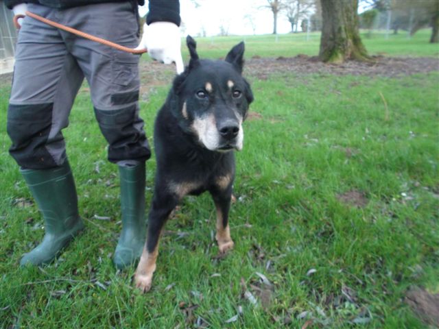 Urgence cherche une Famille d'Accueil pour un beauceron de presque 13 ans qui sera euthanasié le 20 janvier 33430_11