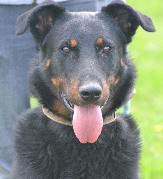 Volo, ex chien de SPA adopté à l'âge de 5 ans Dsc_0013