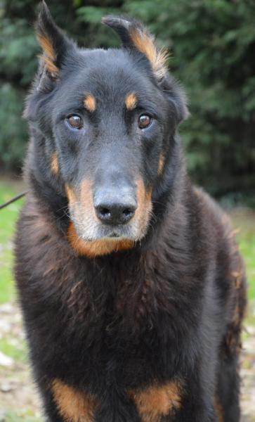 Yuzu, beauceron né en 2005 Dsc_0111