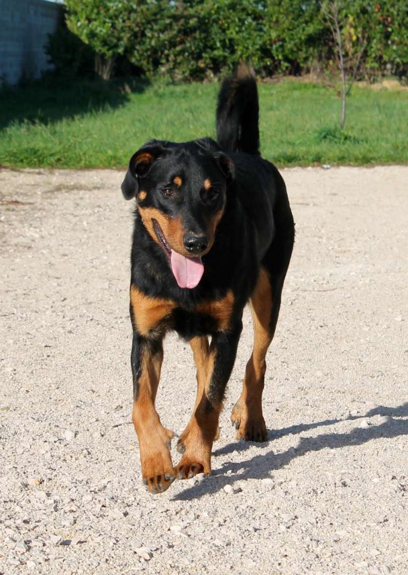 Rox mâle beauceron né en decembre 2014 Img_0710