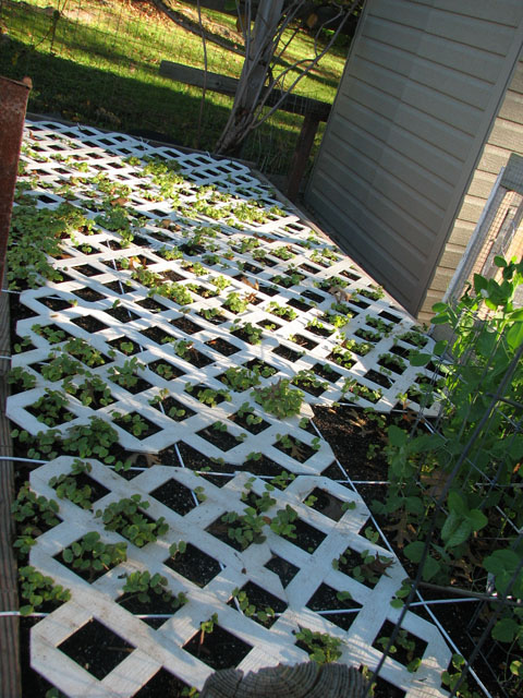 putting your raised garden beds to bed for Winter Buckwh10