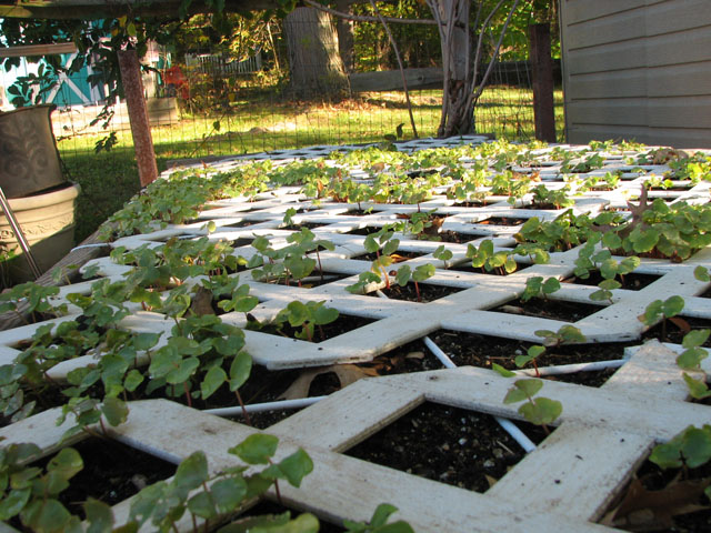 putting your raised garden beds to bed for Winter Buckwh11