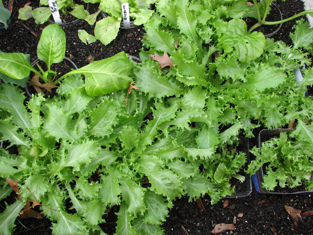 Amazing frozen lettuce...kohlrabi Frozen12